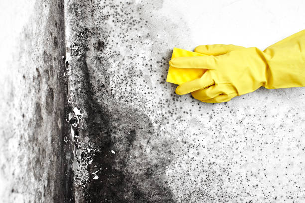 Best Black Mold Removal  in Eureka, KS