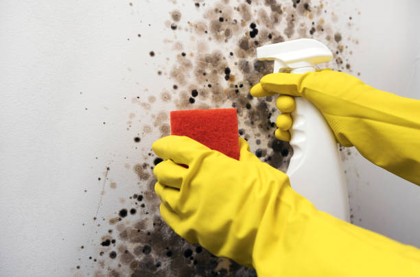 Best Residential Mold Removal  in Eureka, KS