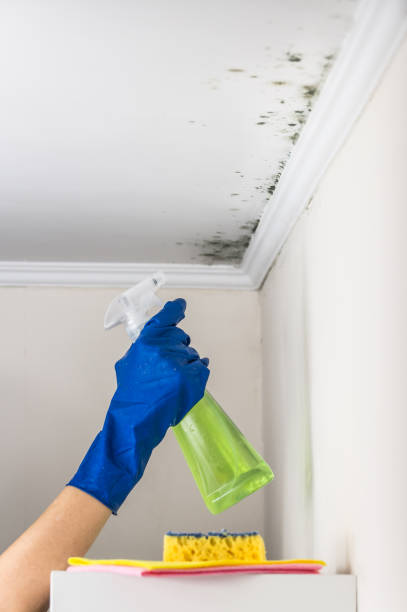 Professional Mold Removal in Eureka, KS