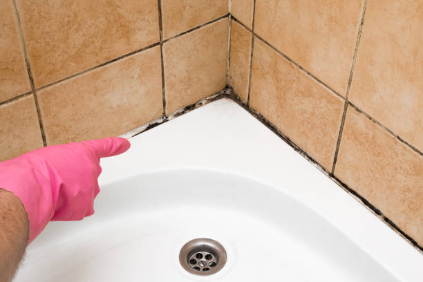 Best Mold Remediation  in Eureka, KS